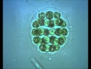 Green Algae:  Eudorina with flagella in motion