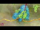 mRNA Translation (Advanced)